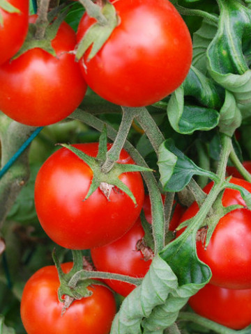 Maskotka (150 seminte) tomate cherry determinate, ideale pentru ghivece, PlantiCo - Img 1