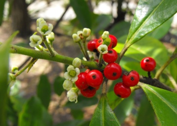 Mate (10 seminte) Yerba Mate - Ilex paraguariensis, planta medicinala cu rol antiinflamator, antioxidant, Saflax - Img 2
