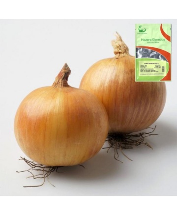 Meranto F1 (250.000 seminte) de ceapa de tip spaniol cu bulbi mari, productie excelenta, stocare 6 luni, Hazera - Img 3