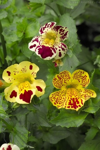 Mimulus (120 seminte) planta perena, diferite culori, Agrosem - Img 4