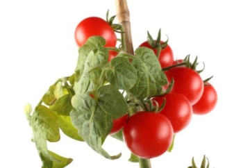 Minuscolo (Micro Tom) seminte de tomate cherry determinate (10 seminte) soi "tufis" pentru ghivece, Pomodori Collection, Buzzy - Img 2