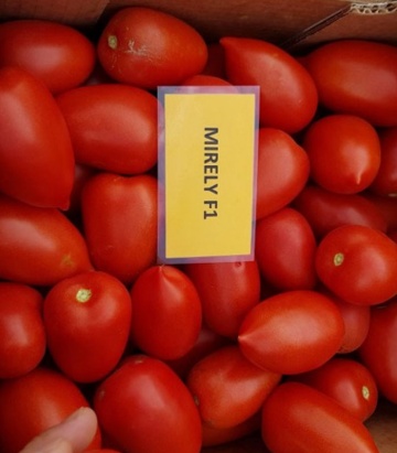 Mirely F1 (1000 seminte) tomate prunisoara, crestere nedeterminata, Clause