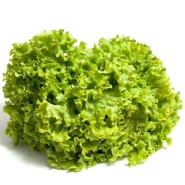 Model (5000 seminte) salata creata tip Batavia, Bejo
