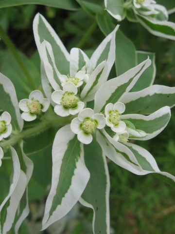 Mountain Snow (120 seminte) Euphorbia Zapada Muntelui, frunze ornamentale bicolore, verde-alb, Seklos - Img 2