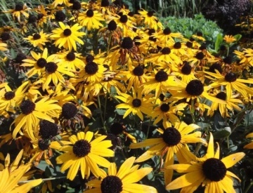 My Joy (0.5 gr) seminte Rudbeckia flori galben-aurii cu centrul ciocolatiu, Toraf - Img 2