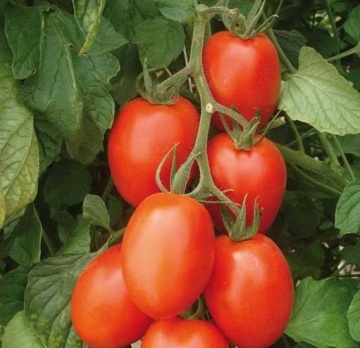 Myrabile (6 seminte) rosii ovale aromate tip Roma, soi nedeterminat extrem de productiv, Sperli - Img 2