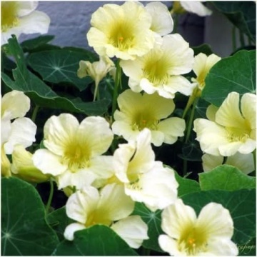 Nasturtium Moonlight (25 seminte) Condurul Doamnei urcator flori galbene, inflorire abundenta, Seklos - Img 3