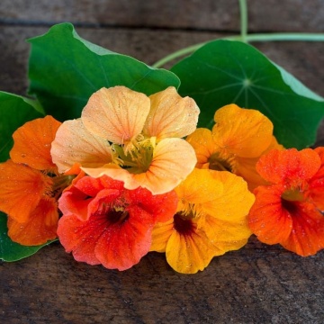 Nasturtium Splitfire (35 seminte) Condurul Doamnei urcator, amestec de culori, inflorire abundenta, Seklos - Img 5