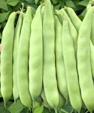 Navajo (50 gr) seminte fasole pitica, pastai verzi late, carnoase, Kertimag