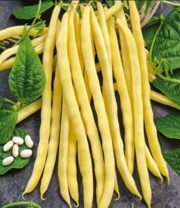 Neckargold (1 kg) fasole urcatoare galbena cu pastaie rotunda, Graines Voltz