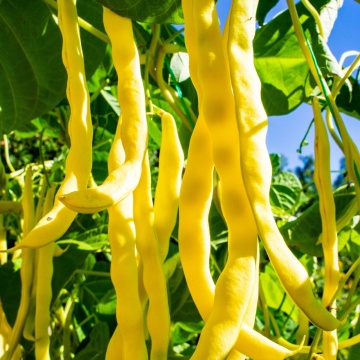 Neckargold (1 kg) fasole urcatoare galbena cu pastaie rotunda, Graines Voltz - Img 2