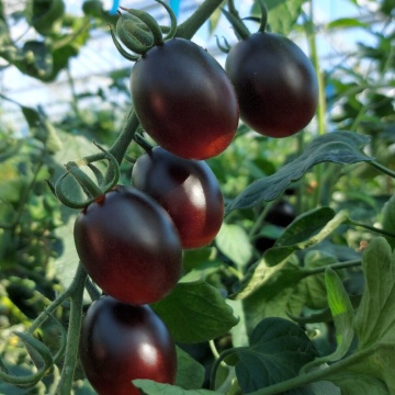Night Shade F1 (5 seminte) tomate cherry snack alungite, culoare neagra, gust unic dulce, Seklos