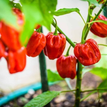 NuMex Suave Red BIO (20 seminte) ardei iute aroma tropicală specifica habanero, ReinSaat - Img 5