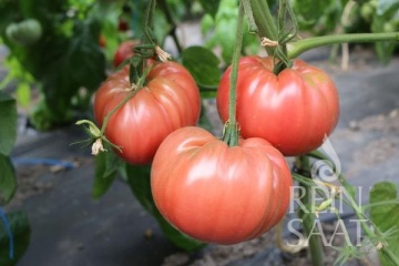 Olena Ukrainian BIO (25 seminte) tomate mari roz tip rosie grasa, ReinSaat - Img 3