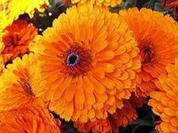 Orange Gitana (200 seminte) Galbenele de ghiveci flori portocalii, Seklos - Img 3