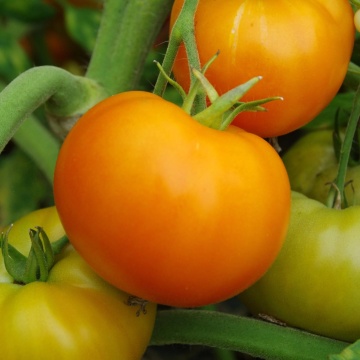 Orange Queen (60 seminte) tomate tardive nedeterminate, portocalii, stralucitoare, Sekluva