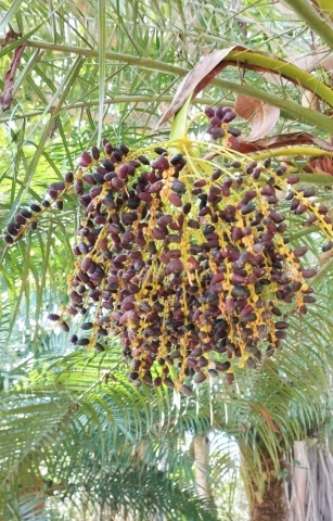 Palmier Curmal pitic (25 seminte) Pigmy Date Palm - Phoenix roebelenii, crestere lenta, ideal pentru ghiveci, Saflax - Img 2