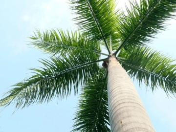 Palmier Regal Cubanez (8 seminte) Cuban Royal Palm - Roystonia Regia, coroana inalta, frunze elegante, Saflax - Img 6