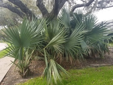 Palmier Sabal Palmetto (8 seminte) Palmetto Palm, palmier din Florida, frunze albastru-verzui, Saflax - Img 3