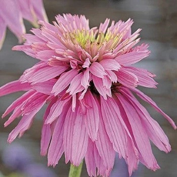 Paradiso Super-Duper (15 seminte) Echinacea perena, flori semi-batute roz, Seklos - Img 1