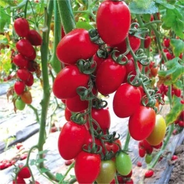 Pareso F1 (100 seminte) rosii cherry ovale, timpurii nedeterminate, Rijk Zwaan