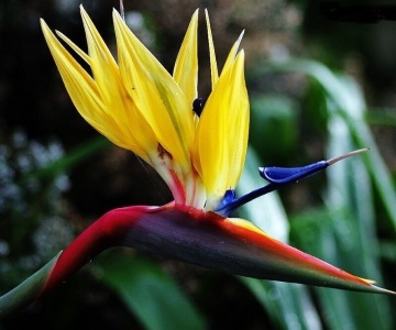 Pasarea Paradisului Galbena (4 seminte) Yellow Strelitzia Mandela's Gold - Strelitzia reginae Yellow, cea mai rara specie de Strelitzia, Saflax - Img 5