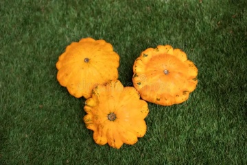 Patisson Orange (12 seminte) dovlecel Patison coaja portocalie, pulpa galbena, foarte gustos, Seklos - Img 3