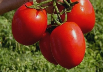 Pegaso F1 (15 seminte) tomate timpurii determinate, rezistente la boli, fructe ovale, Sekluva - Img 2