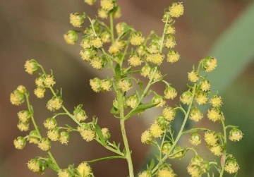 Pelinita, Pelin Dulce (250 seminte) Sweet Wormwood Qing Hao - Artemisia annua, planta medicinala antiseptica, antiparazitara, stimulent hepato-digestiv, Saflax - Img 3