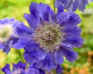 Perfecta Blue (2 gr) seminte Muscata Dracului Scabiosa flori perene albastre, duble, Seklos - Img 3