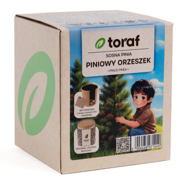Pin Mediteranean (1 set pentru plantat) seminte Pinus pinea, ideal pentru bonsai, Toraf - Img 5