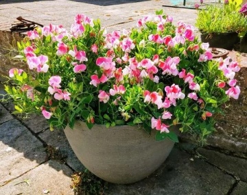 Pink Cupid (1 gr) seminte Sangele Voinicului pitic, flori parfumate bicolore, roz cu alb, Toraf - Img 2