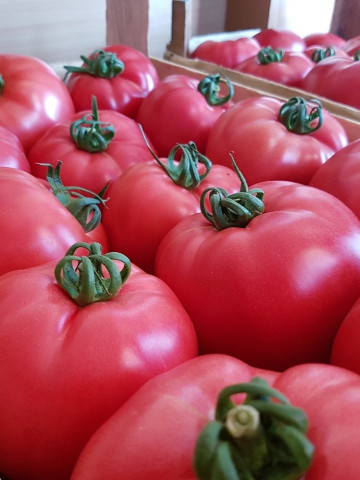 Pink Rock F1 (1000 seminte) de tomate roz cu crestere nedeterminata, Yuksel - Img 1