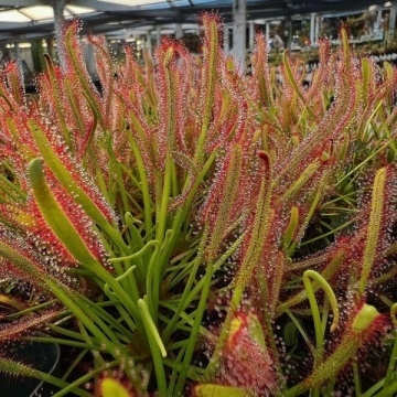 Planta Carnivora - African Sundew (10 seminte) Drosera capensis, ideala pentru atragerea mustelor de fructe, Saflax - Img 4