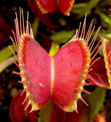 Planta Carnivora - Venus Fly Trap (10 seminte) Dionaea muscipula, frunze mobile, capcane de insecte, Saflax