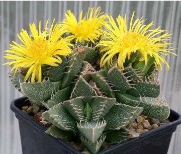 Planta suculenta Falci de Tigru (40 seminte) Tiger Jaw - Faucaria tigrina, frunze carnoase cu spini moi, Saflax - Img 2