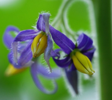 Planta Uger de Vaca (10 seminte) Love Apple - Solanum mammosum, flori mov, fructe decorative cu forma interesanta, Saflax - Img 8
