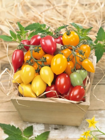 Plumbrella mix (10 seminte) rosii tip cherry mix de culori, foarte dulci, pentru ghivece, Seklos