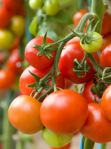 Poranek (150 seminte) tomate timpurii, rezistenta ridicata la temperaturi scazute, Polan - Img 2
