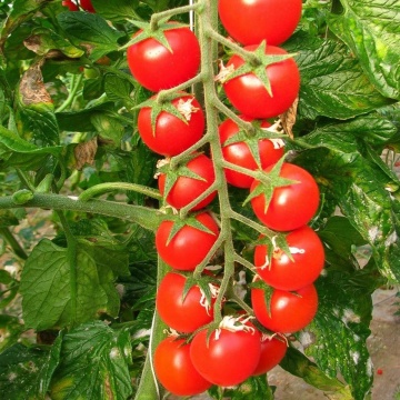 Porpora F1 (500 seminte) rosii cherry extratimpurii nedeterminate, gust dulce placut, Esasem