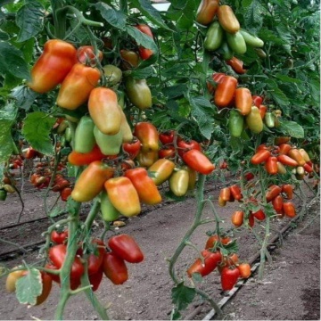 Portento F1 (100 seminte) tomate tip San Marzano, Seminis - Img 2