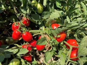 Pumatis F1 (15 seminte) tomate ovale, ferme, dulci, hibrid determinat timpuriu, Sekluva - Img 3