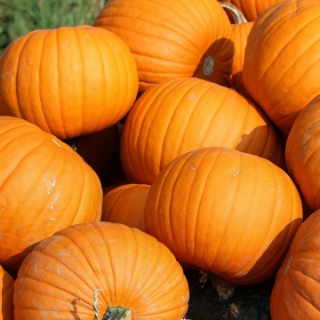 Quintale Seme Giallo BIO (2 gr) seminte dovleac portocaliu BIO, dulce, perfect pentru Halloween, Seklos - Img 3