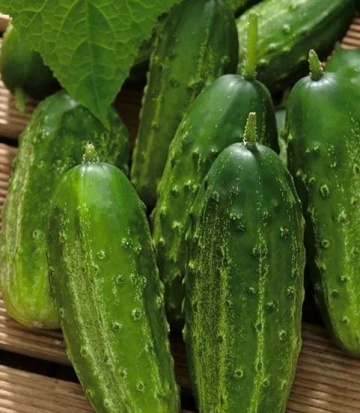 Racibor F1 (150 seminte) castraveti cornishon hibrid rezistent la boli, bun pentru murat, Legutko
