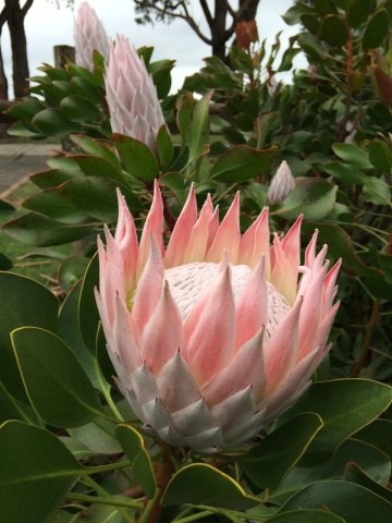 Regele Protea (5 seminte) Giant King Protea - Protea cynaroides, flori extrem de mari, exotice, Saflax - Img 5