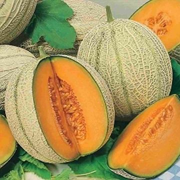Retato degli Ortolani BIO (12 seminte) pepene galben BIO, miez portocaliu, gust dulce, Seklos