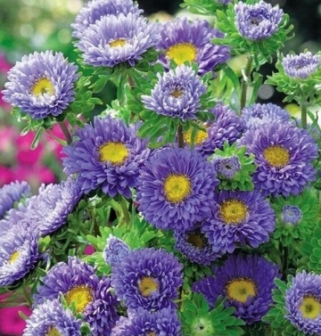 Ribbon Blue (0,5 gr) seminte Crizantema Aster pitica, flori albastre-violet cu alb, Toraf - Img 4