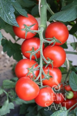 Ricca BIO (10 seminte) tomate pentru sere, fructe rotunde, ferme, ReinSaat