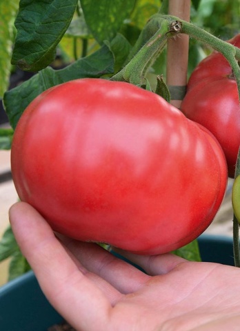 Rose Crush F1 (7 seminte) rosii roze de tip Beefsteak, usor turtite, gust extraordinar de bun, Seklos
