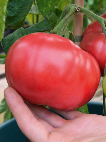 Rose Crush F1 (7 seminte) rosii roze de tip Beefsteak, usor turtite, echilibru de dulceata remarcabil, Seklos - Img 1